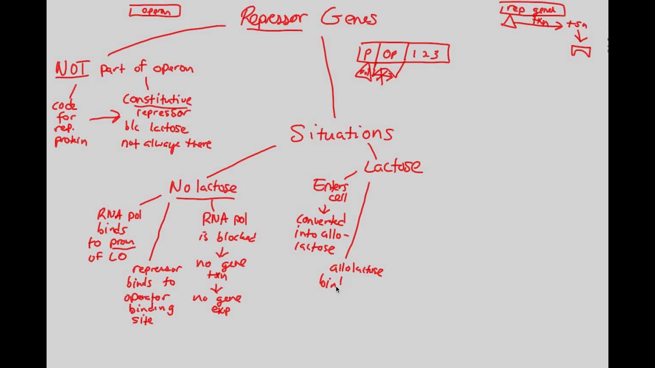 Gene Regulation - Repressor Genes | BIALIGY.com