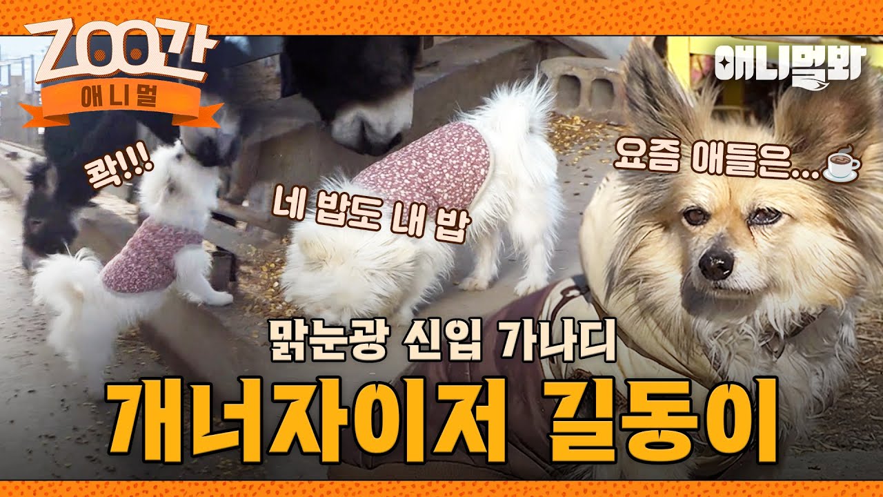 [#Zoo간애니멀] 목장 9년차 부장 자두와 맑눈광 신입 길동이의 극과 극 농장 생활 I EP.1258 #TV동물농장 #AnimalFarm #애니멀봐