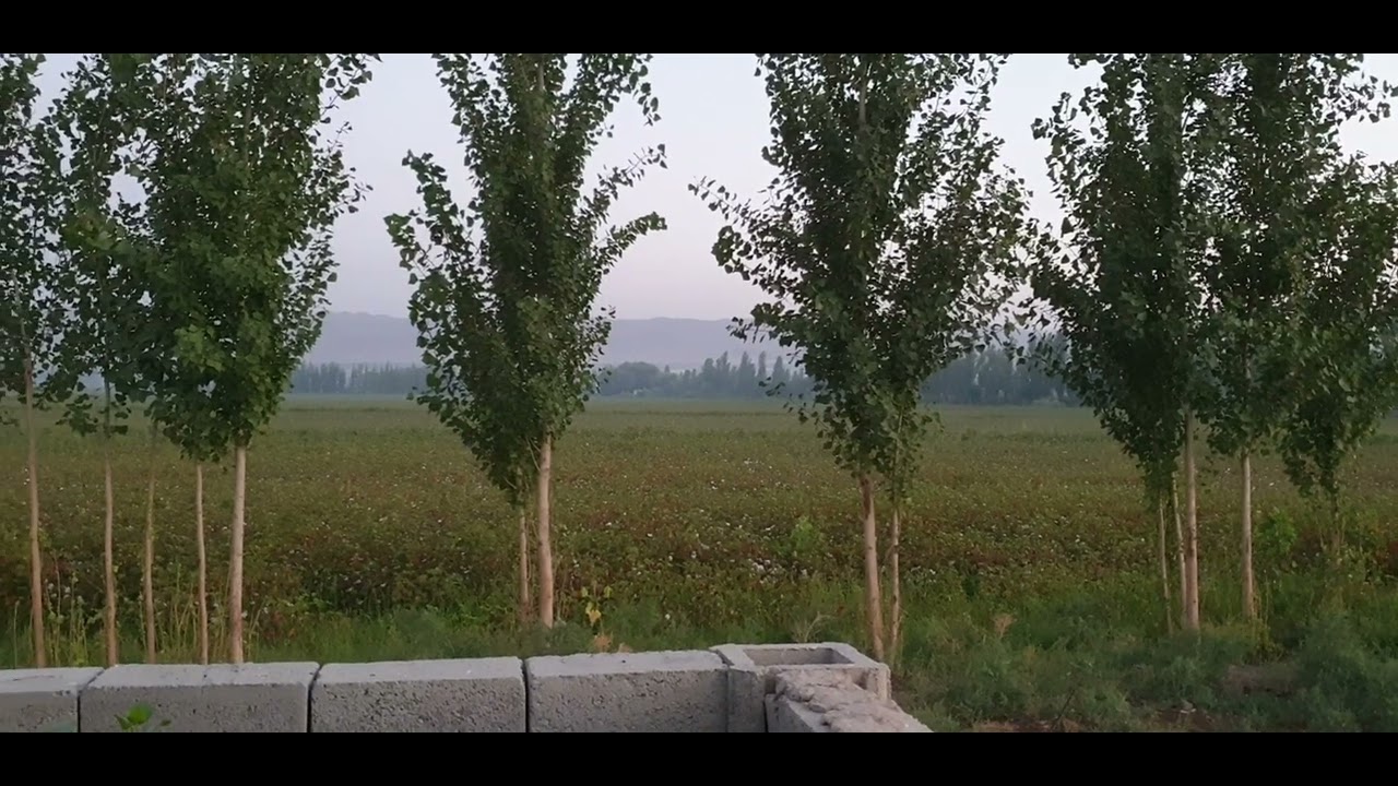 Яйпан | Куз | Фаргона канал | Далалар ( Ферганский канал, Хлопковый поле)