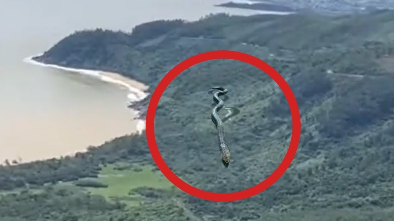 Un drone a pénétré dans une forêt interdite et filmé ce que nul ne devait voir !