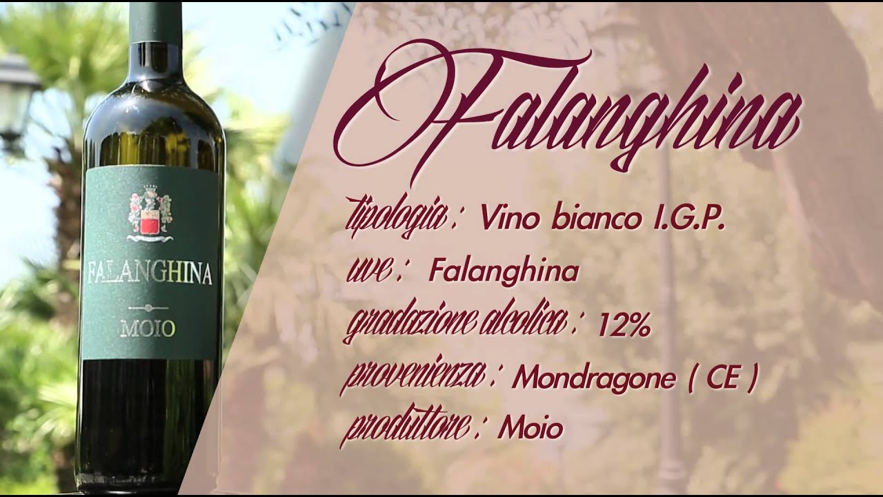 DocuWine | Falanghina - Cantine Moio