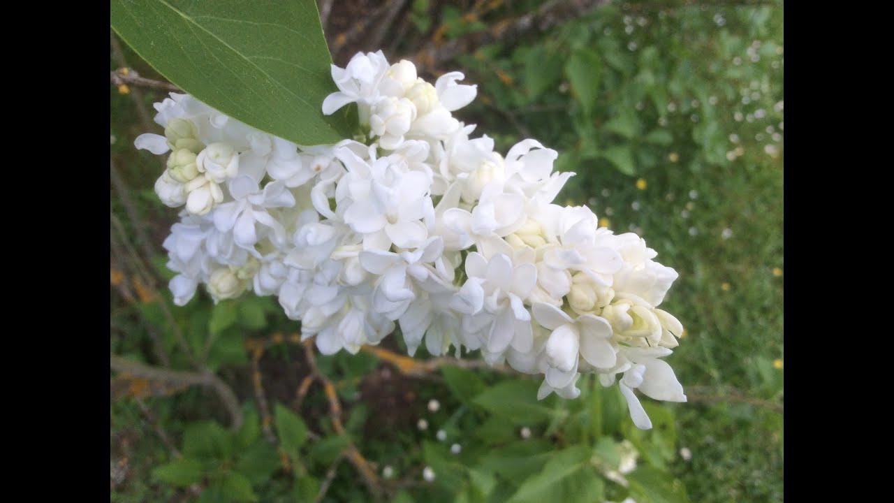 Lilas 'Mme LeMoine'  Quand l'ivoire devient fleur