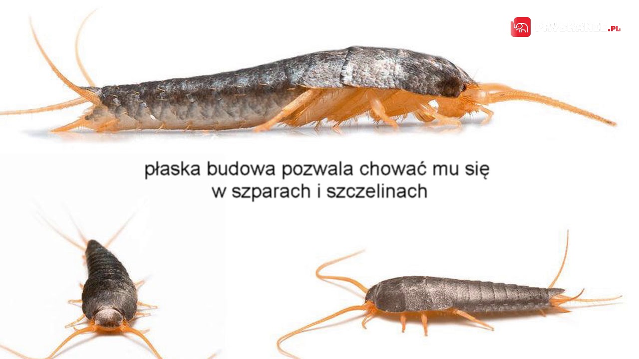 Rybik cukrowy lepisma saccharina Skąd się bierze i jak się go pozbyć?