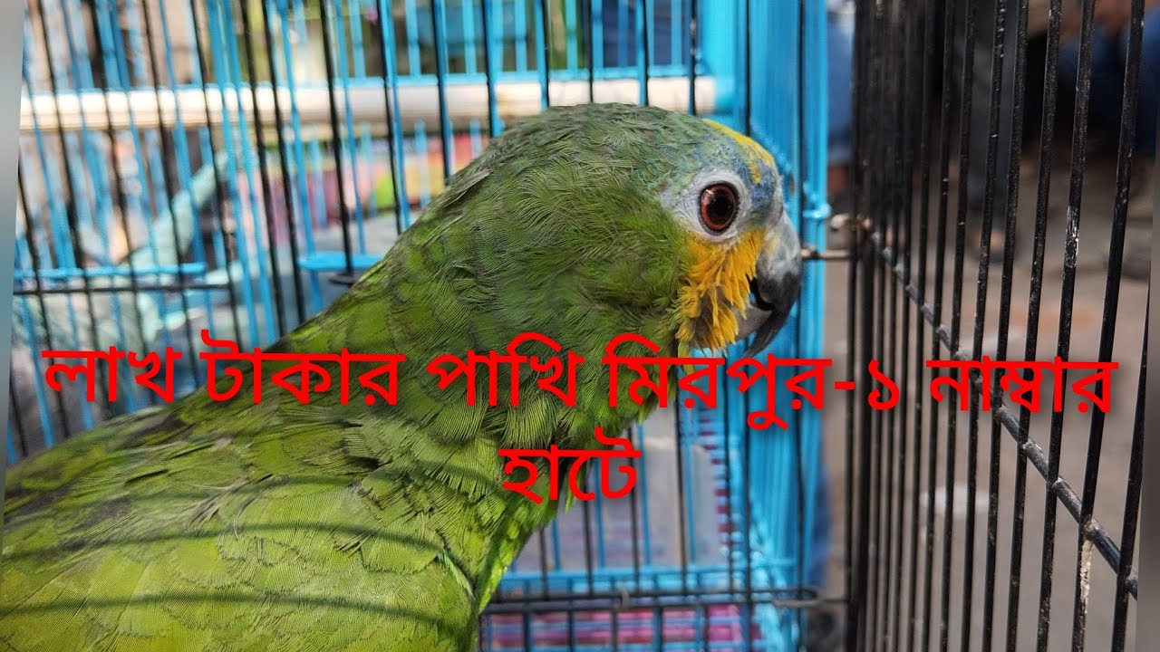 মিরপুর ১ এই হাটে লাখ টাকা পাখির দাম পাখির হাট 