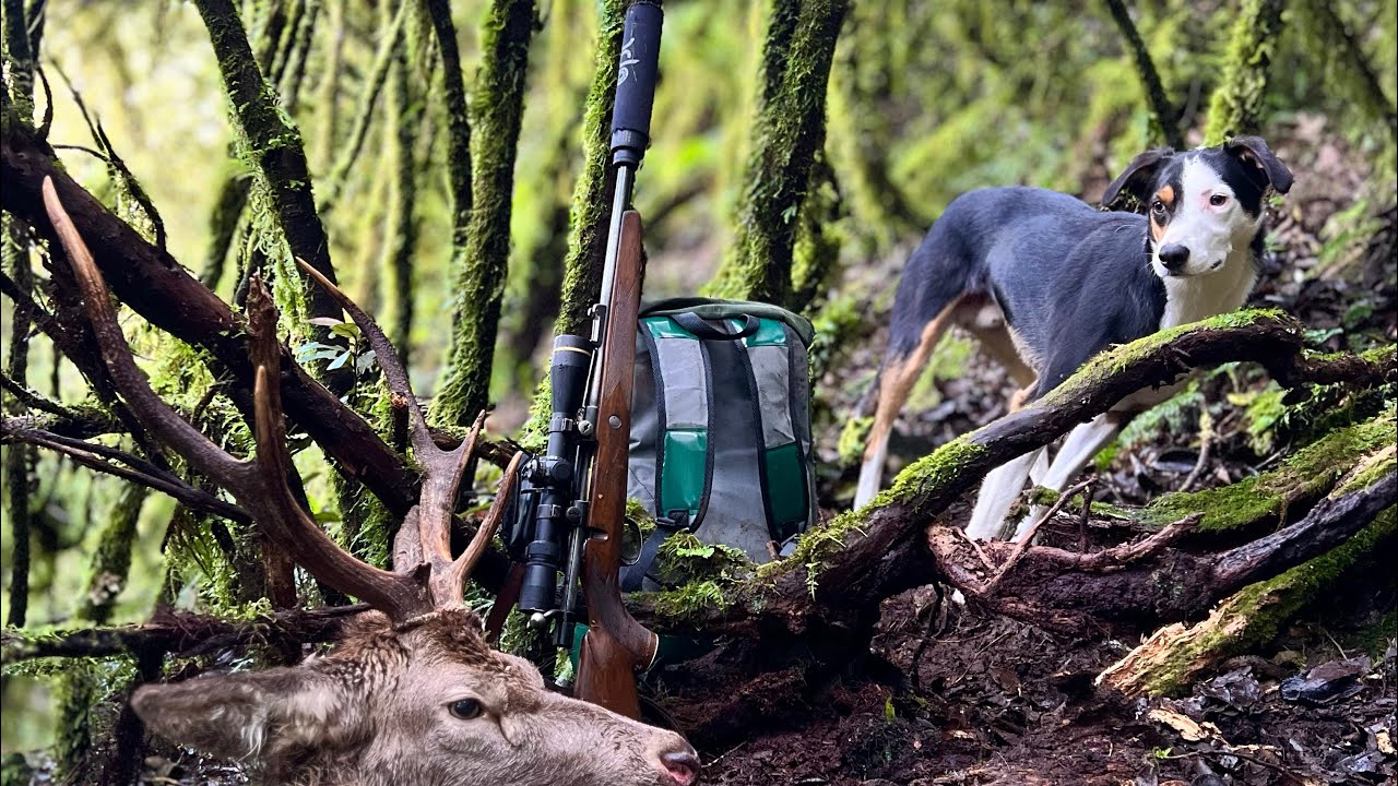 Shooting 14 Deer With Indicator Dog.