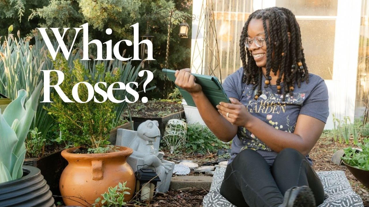 Помогите мне выбрать последние две розы для моего сада 🌹 | Старинные розы