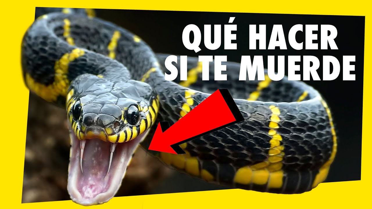 SERPIENTES ⚠️   Qué tipos hay y cuáles son venenosas. Aprende a distinguirlas!