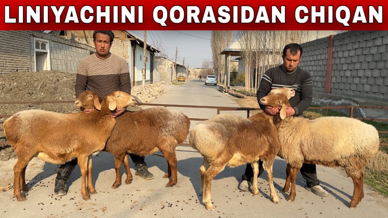 FARHODJONGA ARASHAN SOVLIQ QOCHQORLAR KELDI