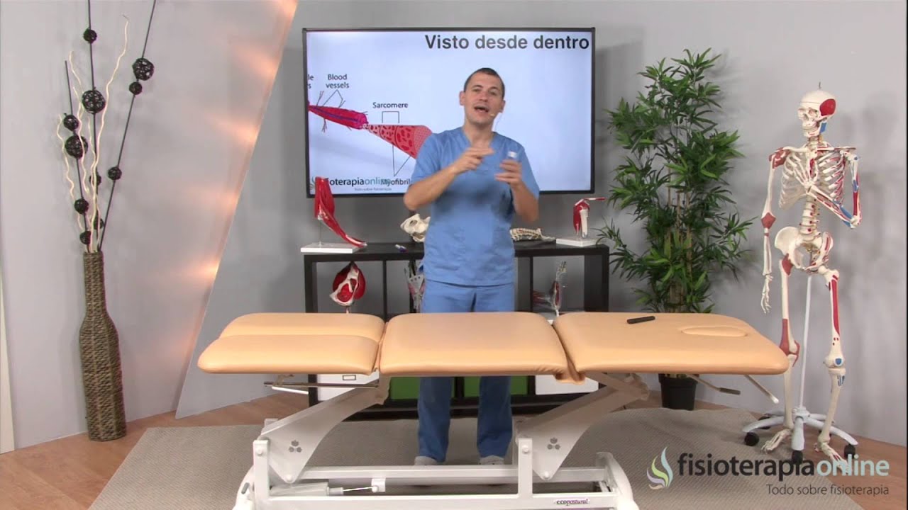 Qu&eacute; es la potenciaci&oacute;n exc&eacute;ntrica y sus utilidades - Fisioterapia Bilbao