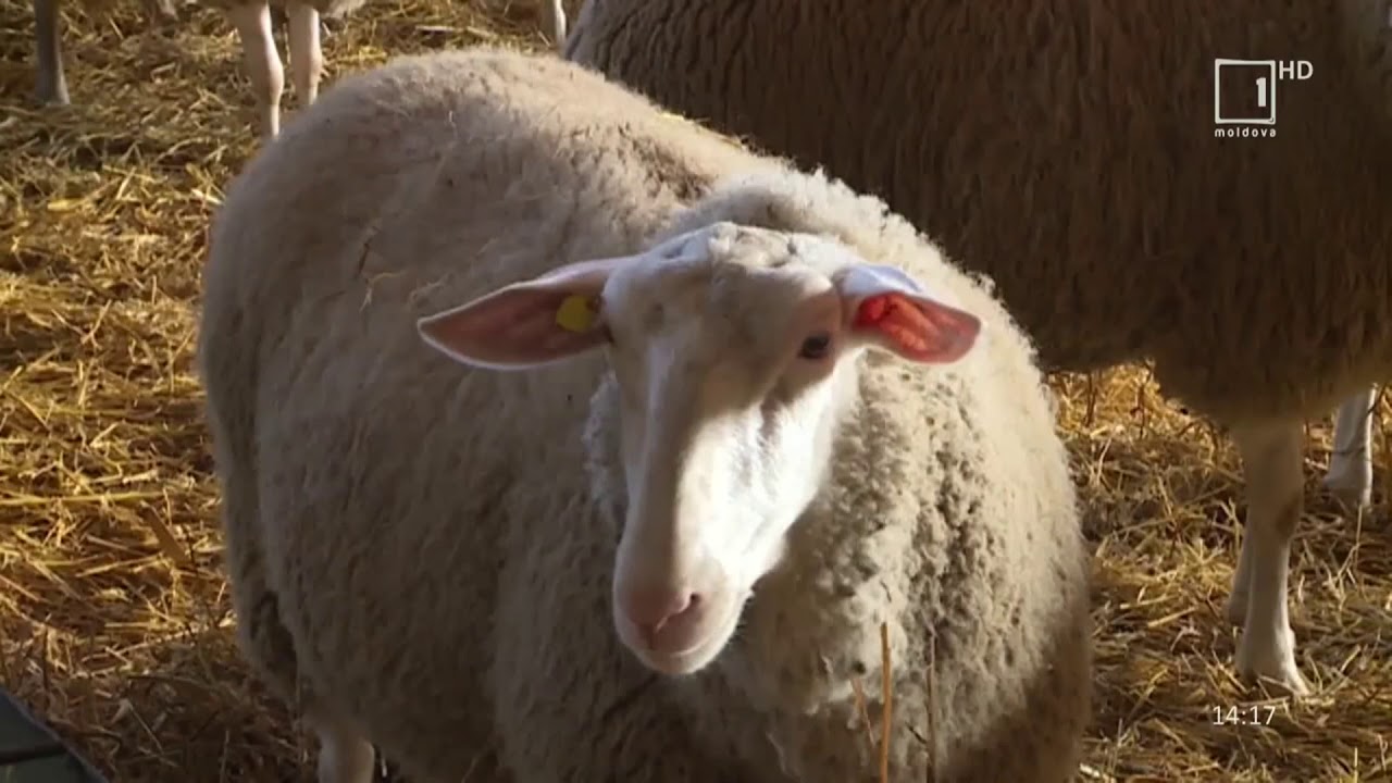 Crescătorie de ovine - rasa olandeză 