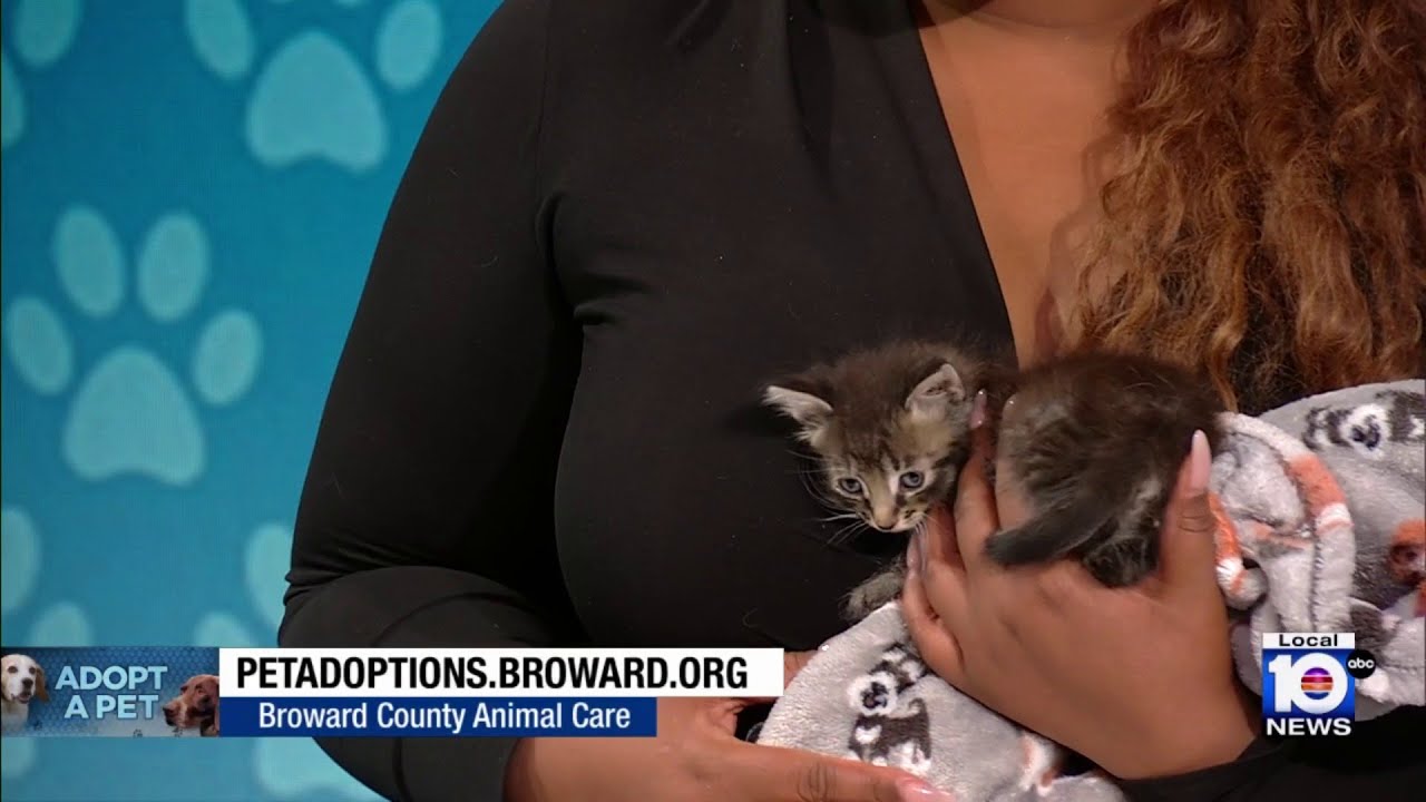 Meet Jaime: A kitten in need of a forever home