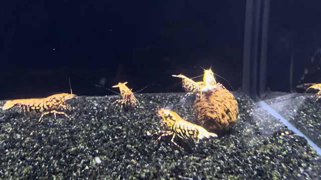 North American International Shrimp Competition 2024