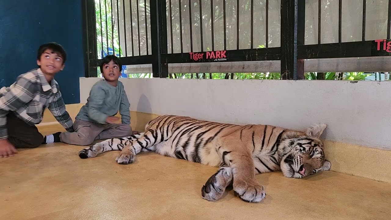 Tiger Park Phuket