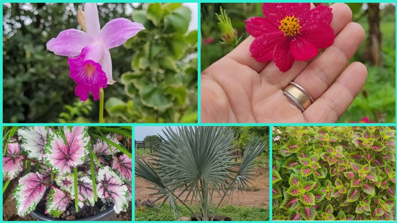 O Jardim do Sítio todos os Dias Com Flores 