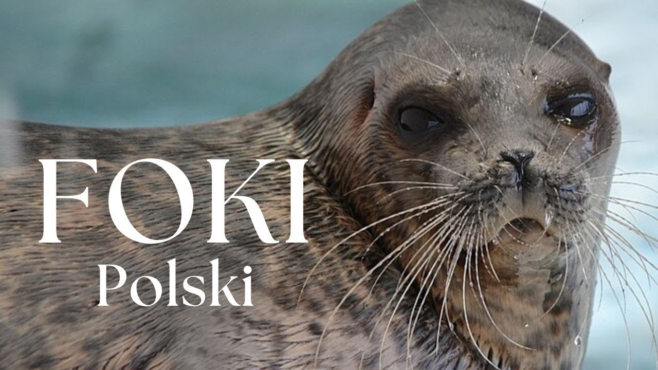 Wszystkie Foki Polski | Podcast o Zwierzętach nr 18