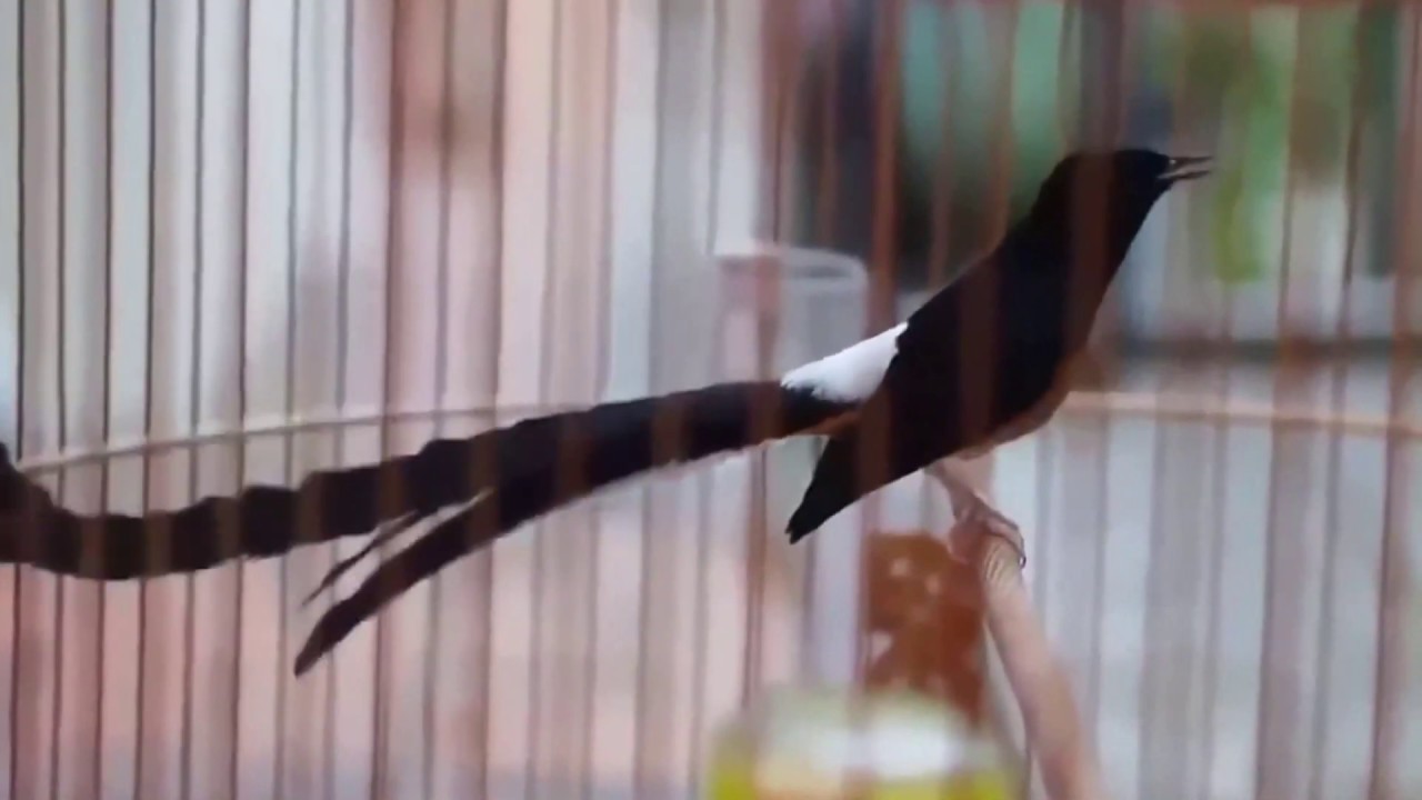 Beautiful Birds Singing Dancing| White Rumped Shama Singing Loud | MING BASKET Bird Champion