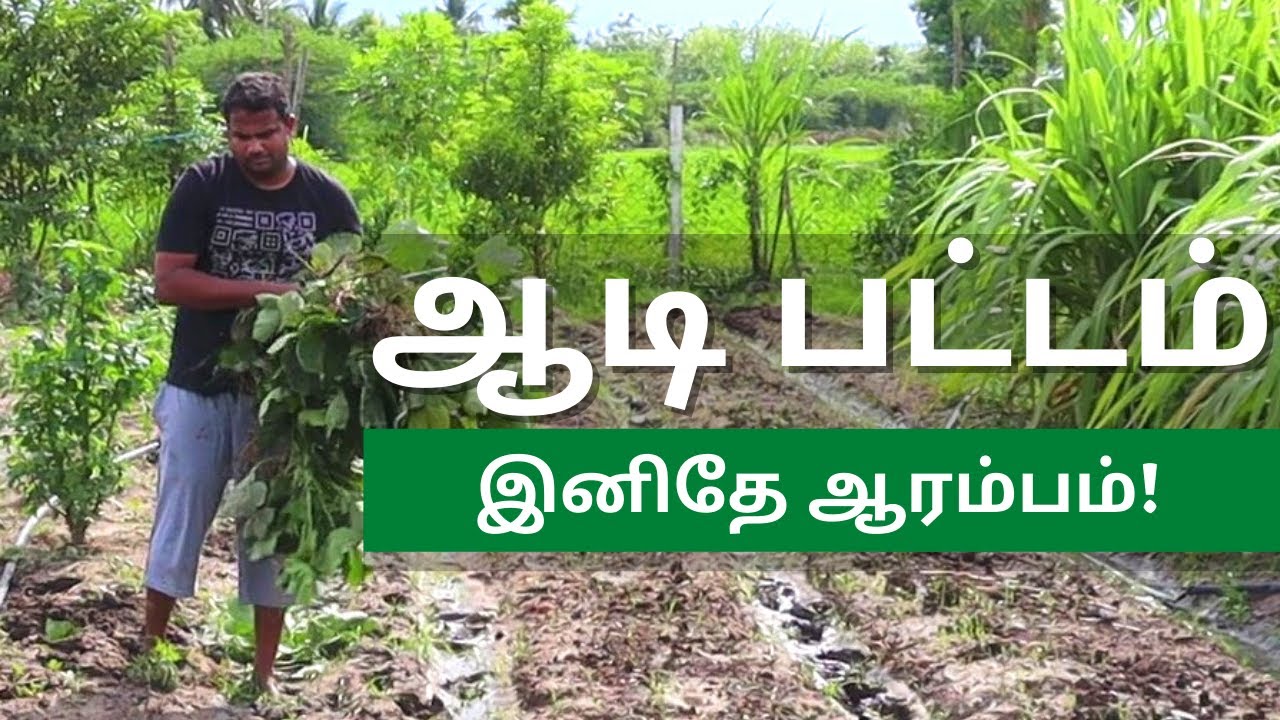 ஆடி பட்டம் ! இனிதே ஆரம்பம்!