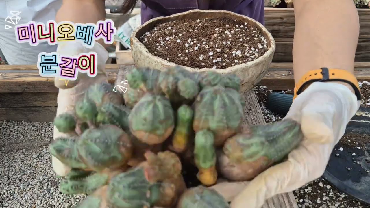 미니오베사 분갈이#succulent#다육이#분갈이#화분#봄맞이#흙놀이#힐링