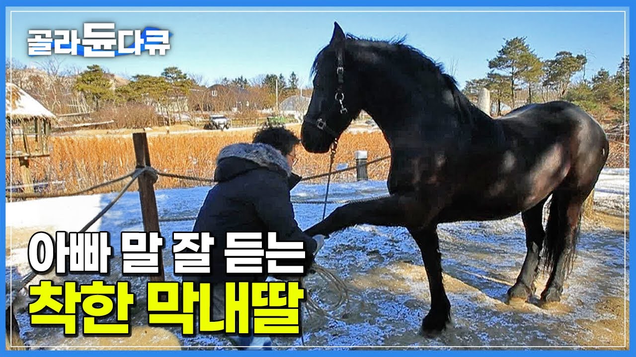 아빠가 제일 좋아🥰 마음으로 낳은 우리집 막내딸│선물처럼 찾아온 반려마(馬) 흑진주│아주 각별한 기행│#골라듄다큐