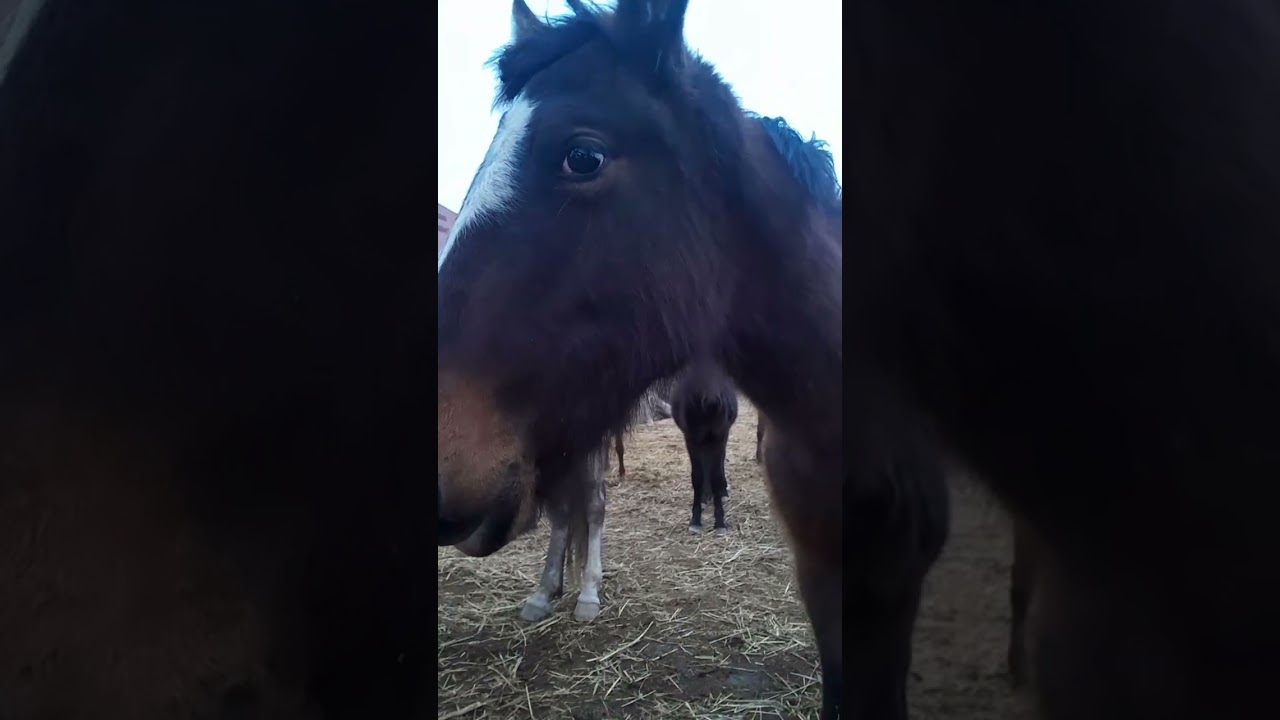 igogo#reallife #animals #horse #interestingfacts #music