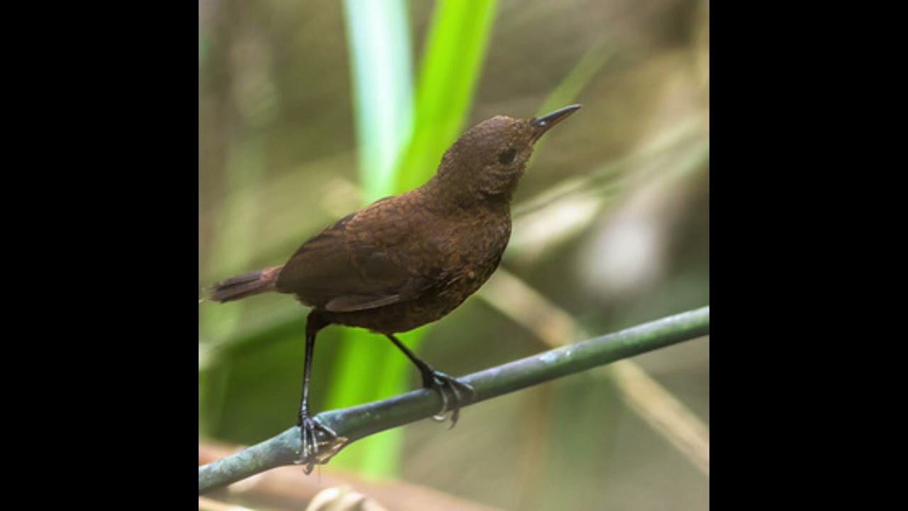 Canto p&aacute;ssaro Flautista-do-tepui (Microcerculus ustulatus)
