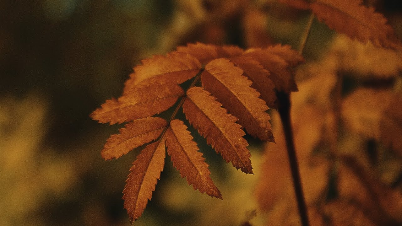 Scenery | Shot On Canon 600D | Cinematic Short Film | EF-S 18-55mm | Nature