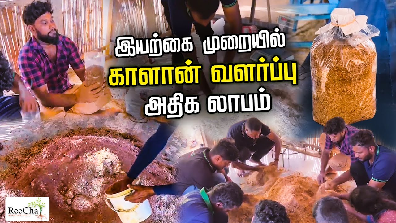 Mushroom Cultivation in Sri Lanka | Reecha Organic Farm | BK in Reecha