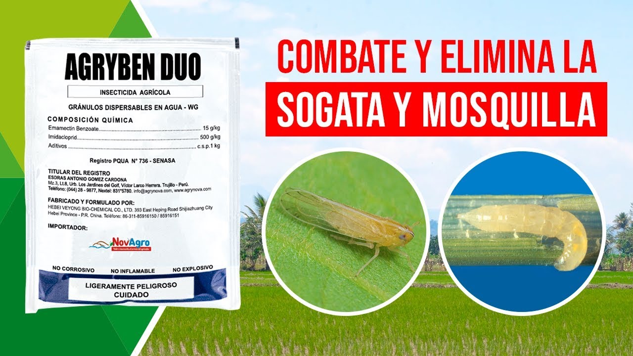🔴 CONTROLA Mosquilla, Sogata, Trips, Cogollero, Caracha en CULTIVO ARROZ, CEBOLLA, ESPÁRRAGO #Perú