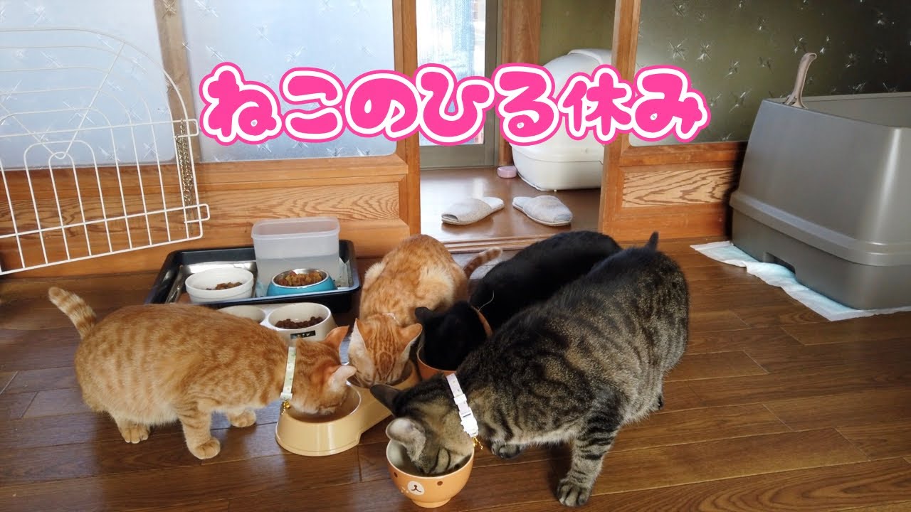 猫の昼休み😊　今日ものんびり猫時間😊　＃030