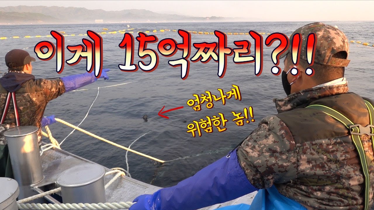 이 녀석들은 평소엔 절대 볼수 없다!! 대물들을 잡아보자!/ a poisonous giant fish