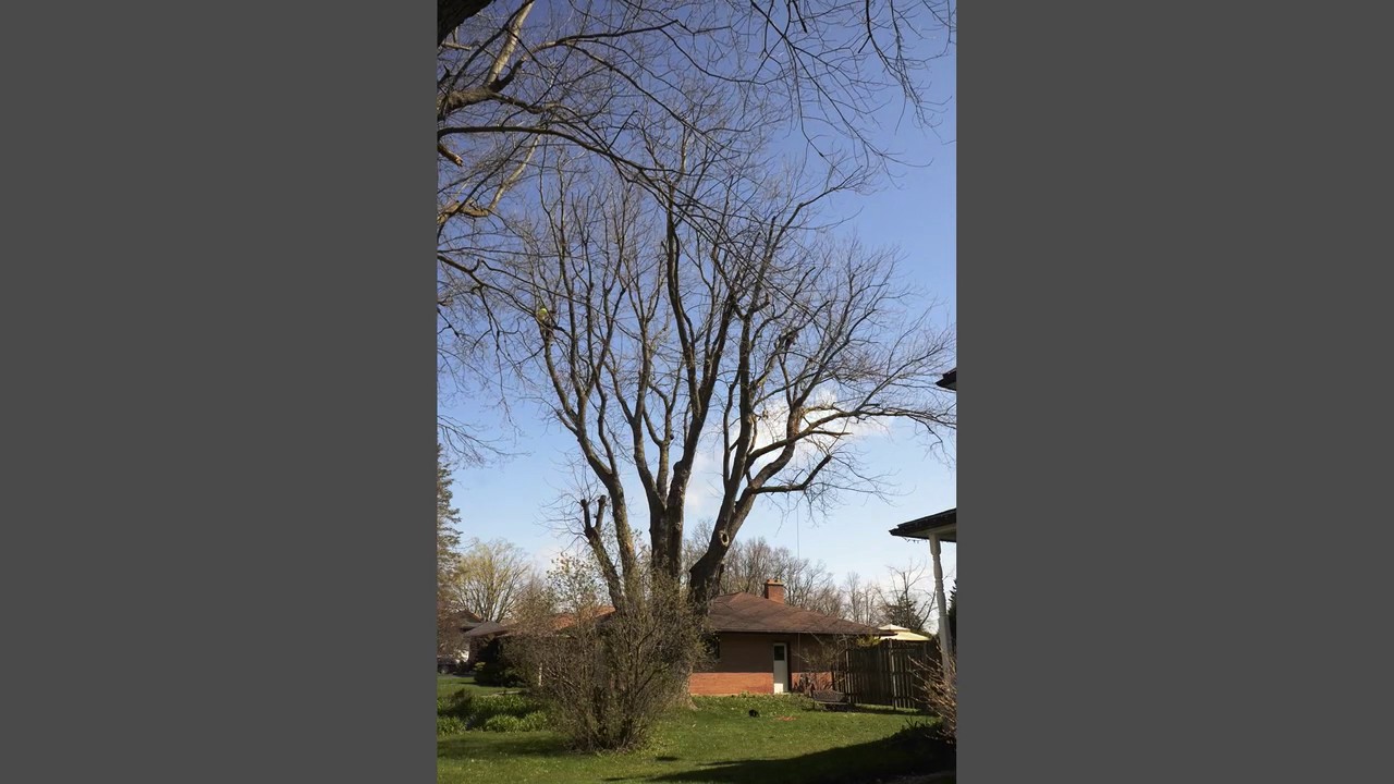 Time lapse of Silver Maple crown reduction