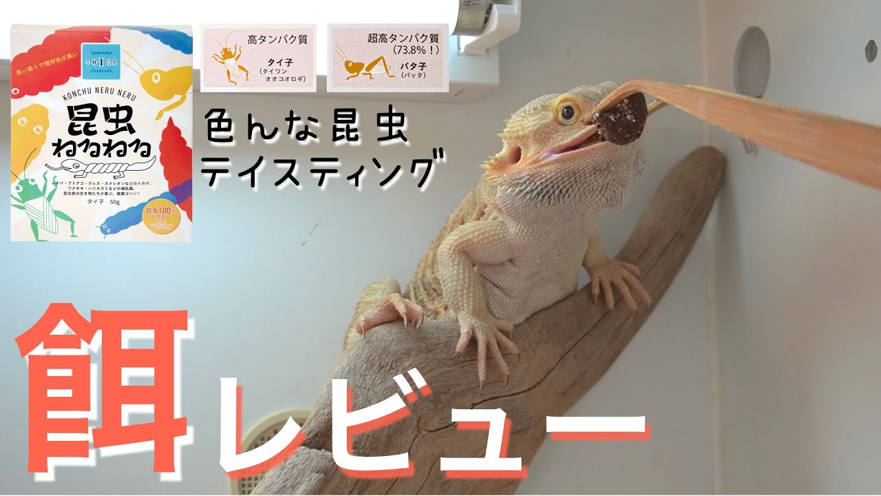 不思議なフード昆虫ねるねるをトカゲたちに与えてみた！