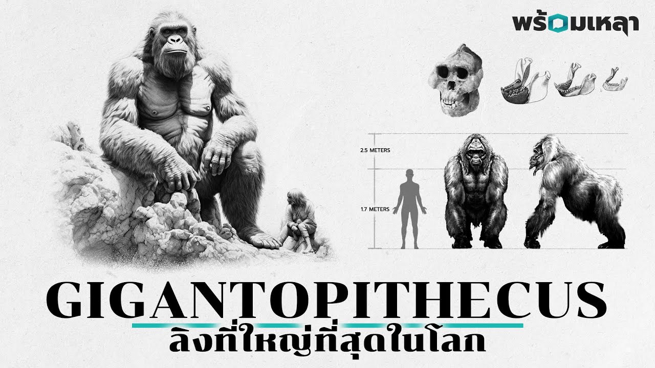 Gigantopithecus: ลิงยักษ์ที่เคยมีชีวิตอยู่จริง