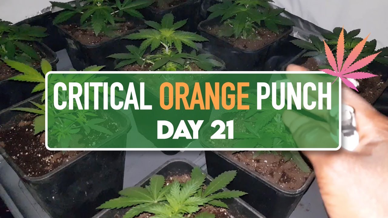 Critical Orange Punch   Day 21   Cannabis Grow s04e03