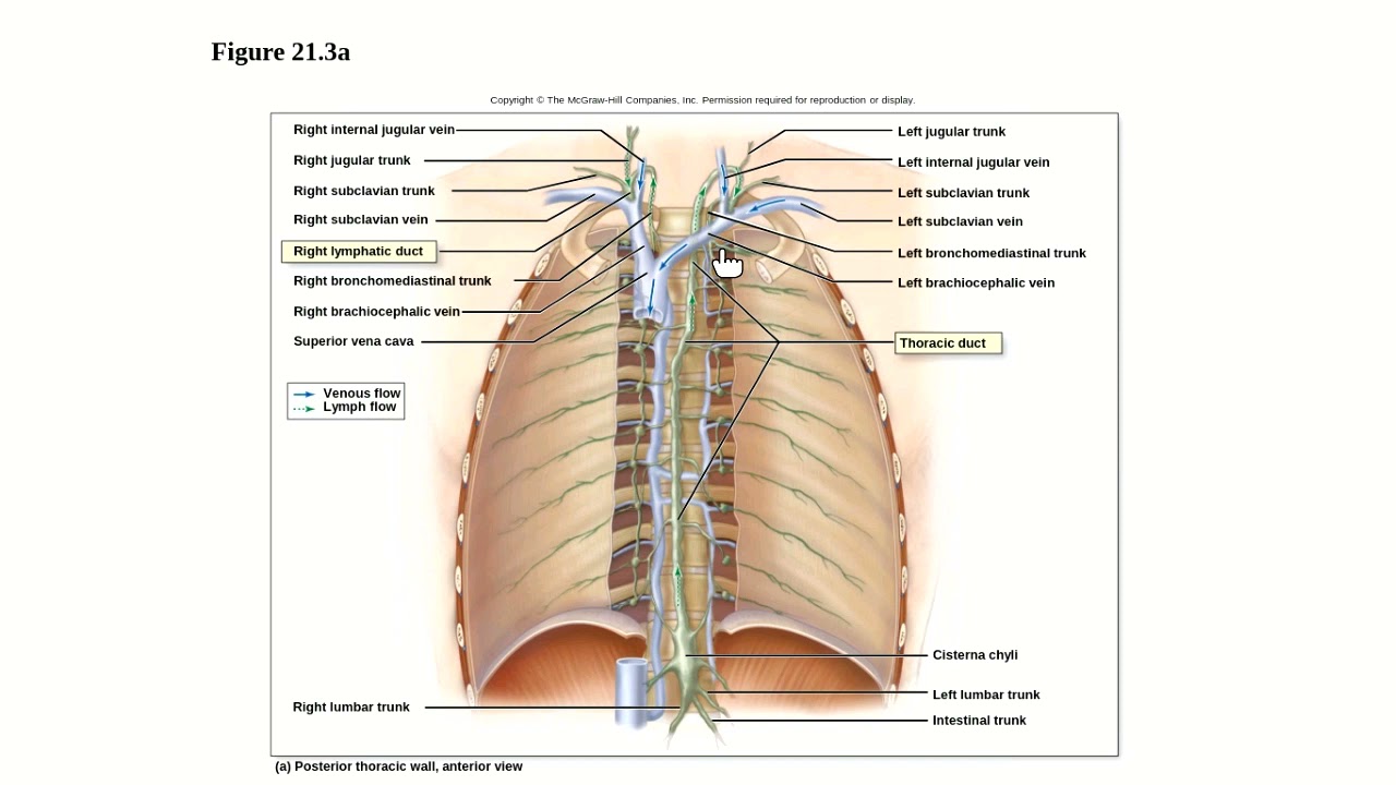 Lymphatic Lab Recording
