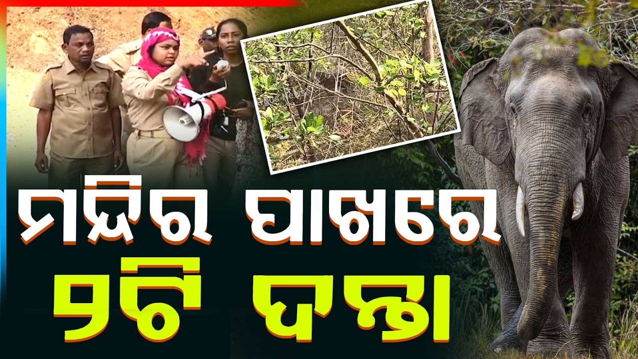 ନରସିଂହପୁରରେ ହାତୀ ଆତଙ୍କ | Two Tuskers Spotted at Swapneswar Temple Narsinghpur | Forest Dept on Alert