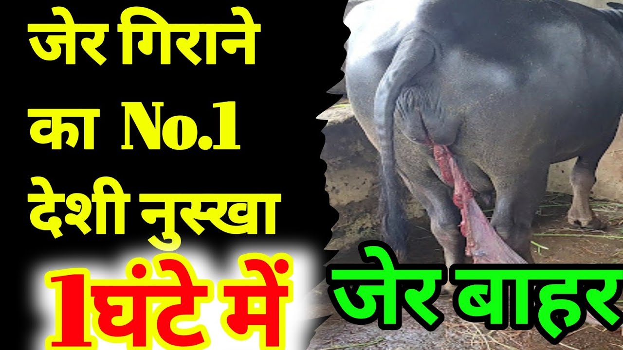 गाय/भैंस की जेर गिराने का No.1 देशी नुस्खा। Jer Girane ka Tarika#Cow/Buffalo Placenta #Animals #Cow.