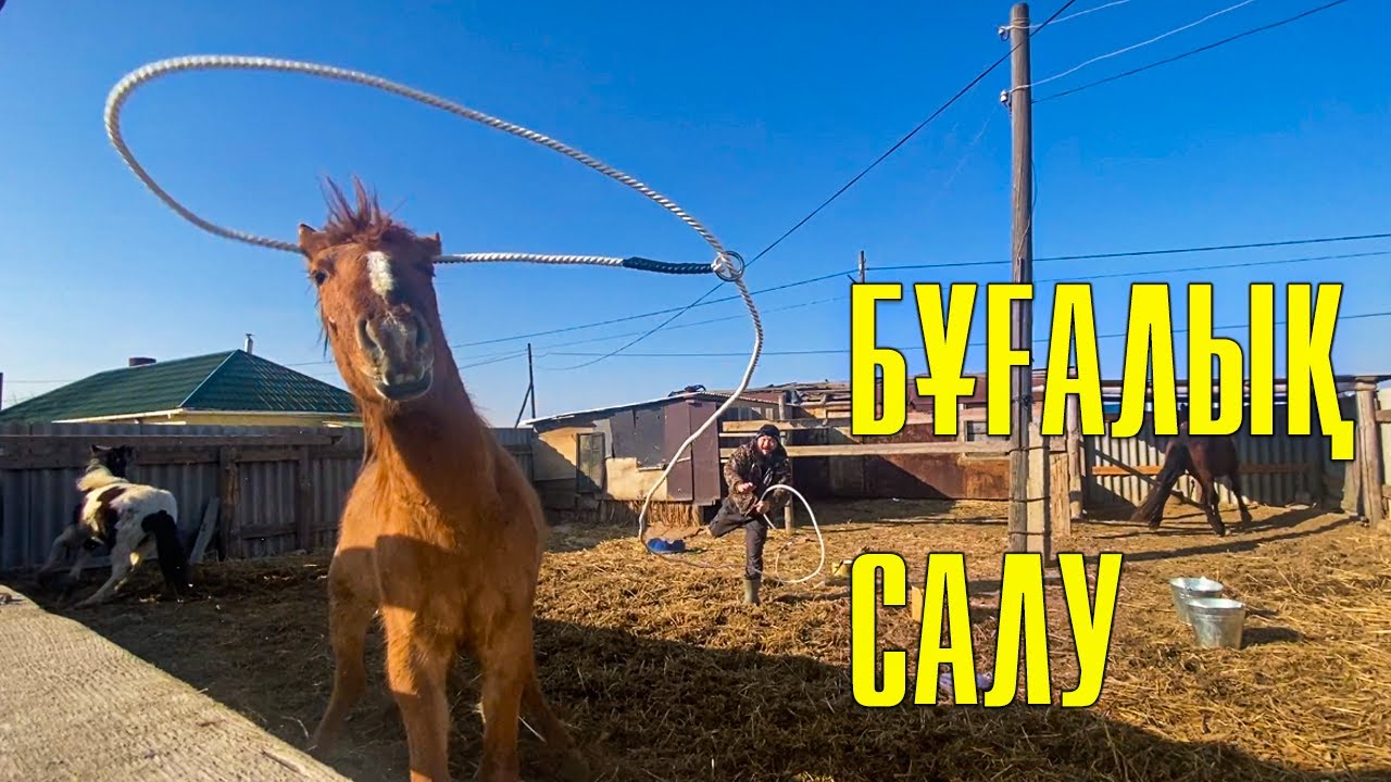Жылқыға бұғалық салу, жаңа бұғалық