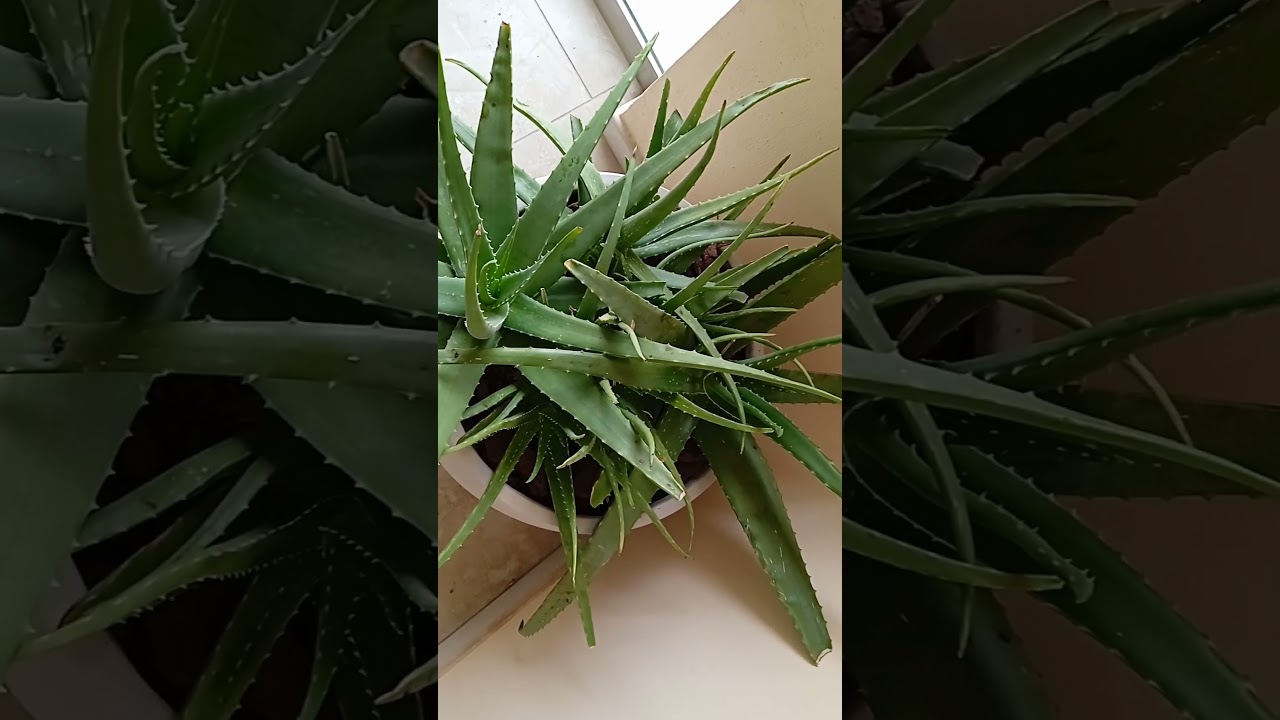beautiful Alovera #yearofyou #roadtravel #newyearfood  #aloevera #aloeveragel #aloeverashampoo