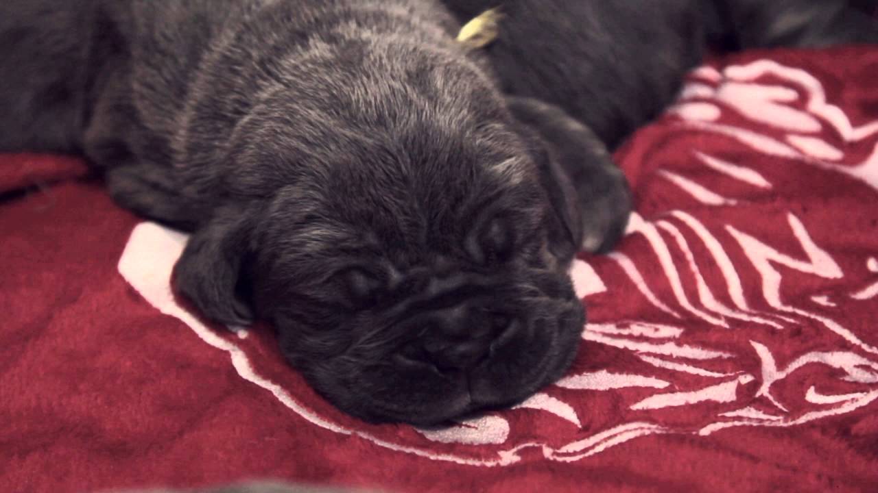 Щенки Santa House Feldman