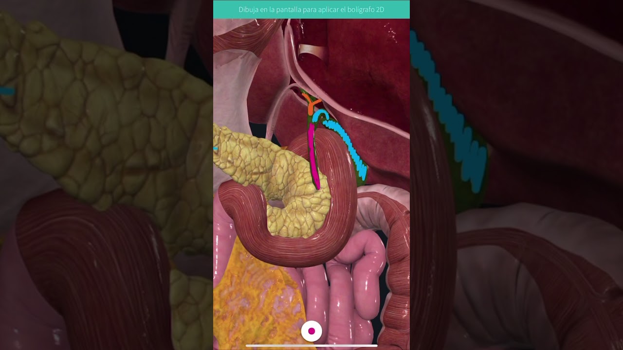 V&iacute;as biliares en un minuto #p&iacute;ldorasanat&oacute;micas #anatomiafacil #anatomia
