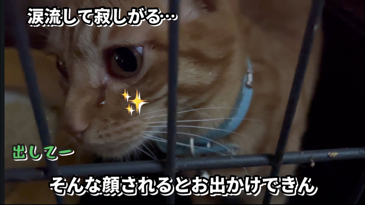 お出かけ前の寂しがる姿が可哀想すぎた😭