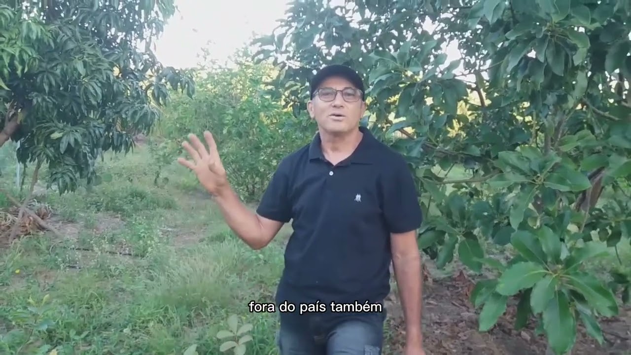 como cultivar Pequi no seu quintal de forma simples e fácil