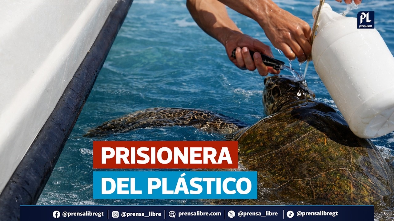 Tortuga marina atrapada en plástico es rescatada a 25 millas de Puerto San José, Escuintla