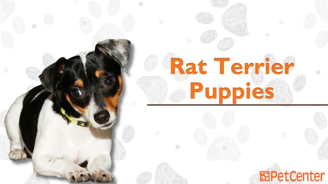 Is The Rat Terrier The Right Puppy For You?