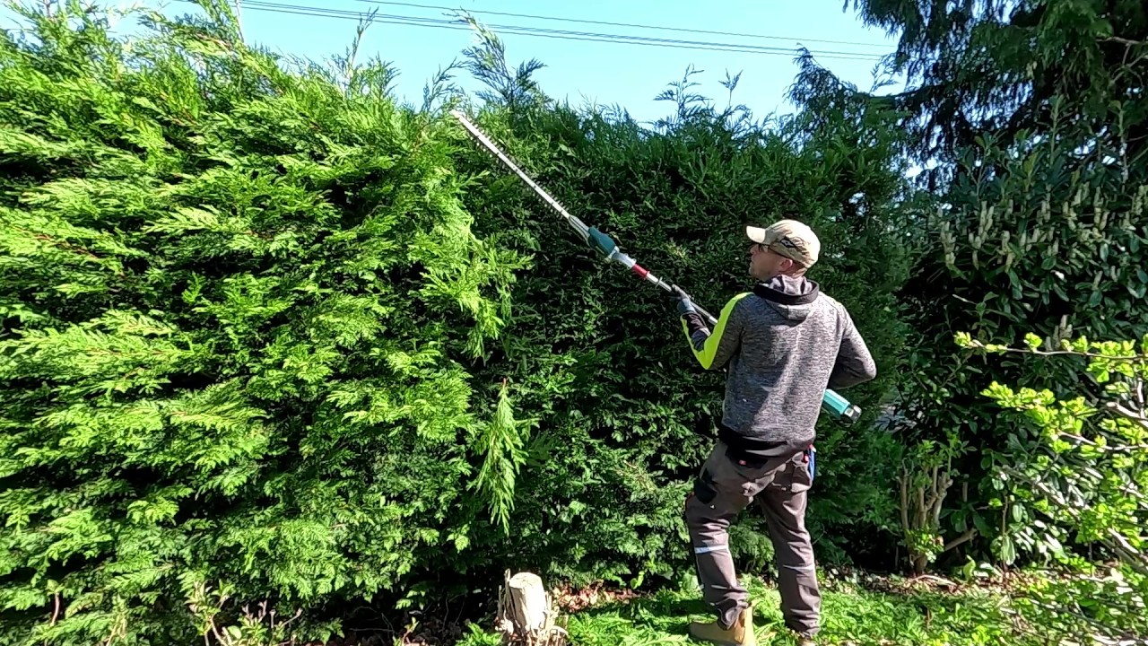 TRIMMING a couple of Small EVERGREEN HEDGES