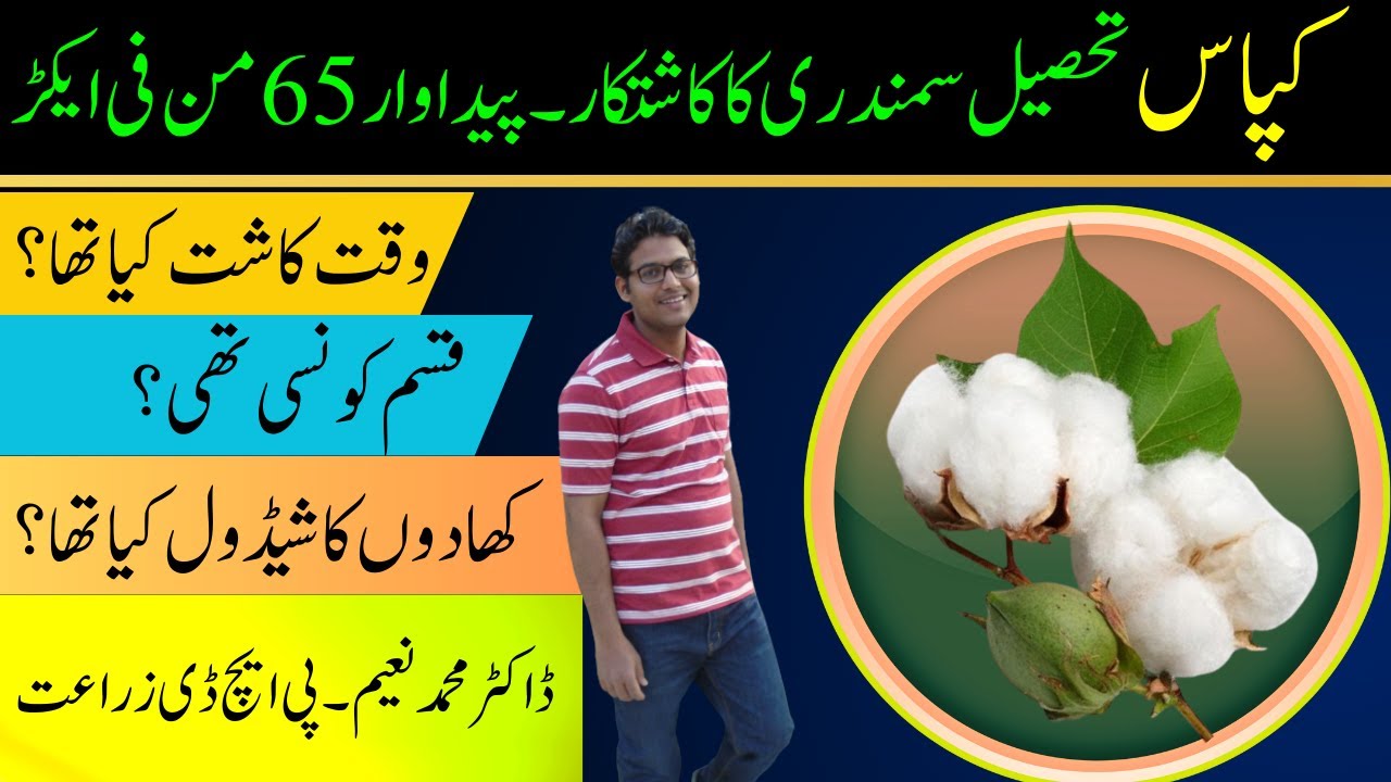 Bumper Harvest: 65 Maunds/Acre from Early Sown Cotton @CyberAgriExtension| Agaiti Kapas