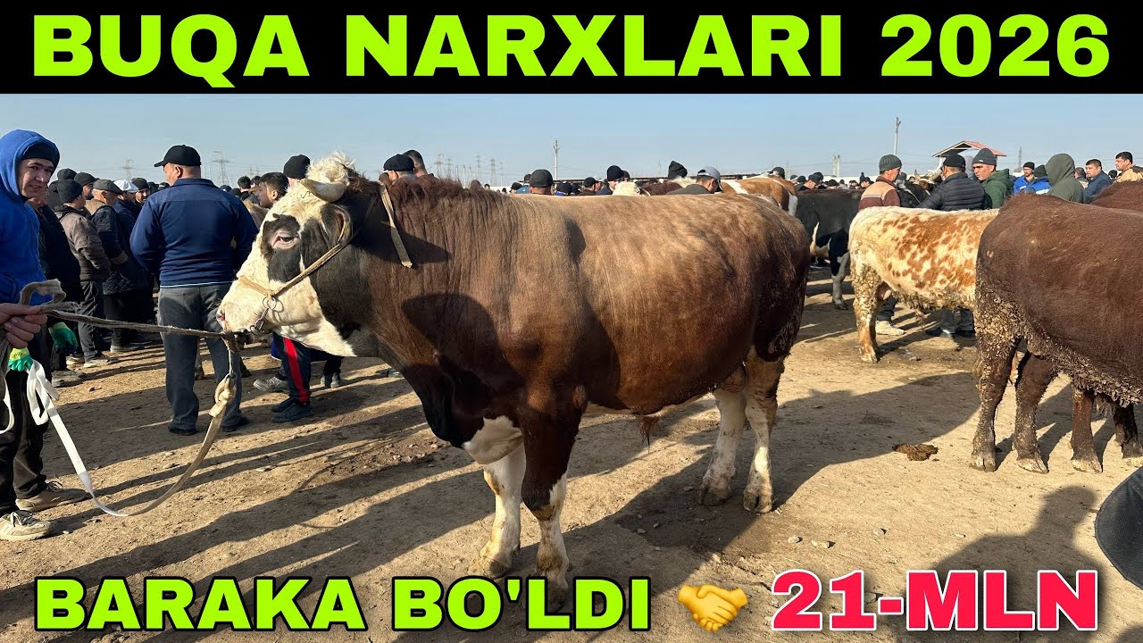 26-FEVRAL CHIROQCHI QORABURUG’ BOZORIDAN SHVET BUQA NARXLARI 2026👍👍👍👍👍 BOSAMIZ GO