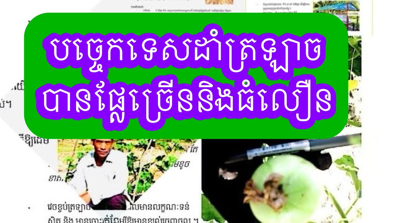 បច្ចេកទេសដាំត្រឡាចដែលបានផ្លែច្រើននិងធំលឿន