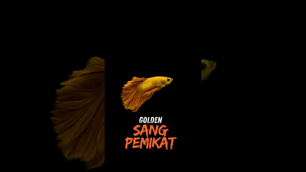 Ikan Cupang Emas II Keindahan Sang Petarung